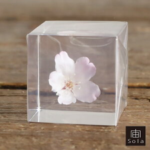 -sola- \ sola cube sakura R}cIg TN  |GXeL[uETMmlhR