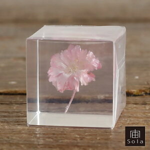 ��-sola- �\�� sola cube sakura ���G�x�j�V�_�� �T�N�� �� �|���G�X�e���L���[�u�E�T�M�m�l�h�R