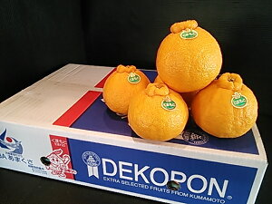 �������� ������ ���N�� ���Ε� �t���[�c �F�{���Y �f�R�|�� 18�ʓ� ��5kg