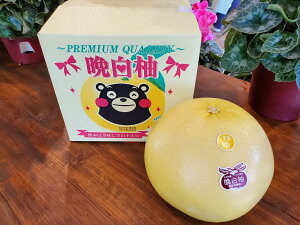   N Ε t[c F{Y I ӔM2 LTCY1ʓi2kgj