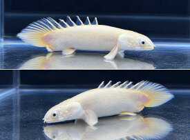 【オープン記念価格】プラチナセネガルス　ショートボディー　セミショート 10cm～12cm