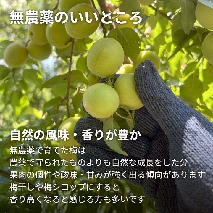 楽天市場】樹熟梅（きじゅくうめ）無農薬 南高梅 熊野 生梅 手摘み  