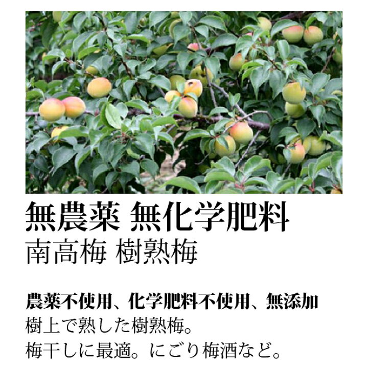 特大】南高梅5/31（金）収穫、6/1（土）発送大きい栽培中農薬不使用 - 果物