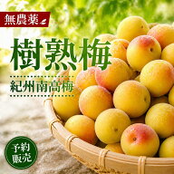 樹熟梅 完熟梅 南高梅 生梅 青梅 1キロ 梅酒用 10キロ 梅干し用 5キロ 1kg 2kg 5kg 10kg 20kg 30kg 4L 無…