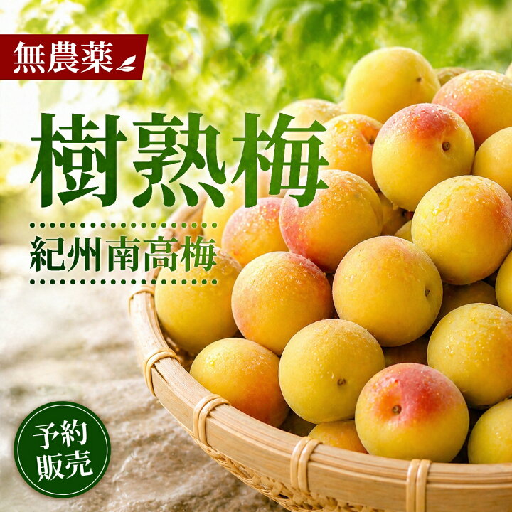楽天市場】樹熟梅 完熟梅 南高梅 生梅 青梅 1キロ 梅酒用 10キロ 