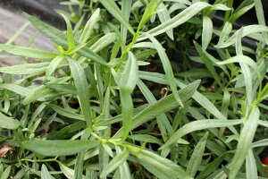 t`^S 50g GXgS tbVn[u Hp a̎RYAAT_Ȃǃ\[Xs[̕Â ʂ艮