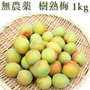 無農薬 南高梅 樹熟梅(きじゅくうめ) 1kg 熊野のご褒美 生梅 手摘み 完熟梅 梅干し 梅酒・梅ジュース用 青梅 紀州 除草剤不使用 彩り屋【2019年収穫...