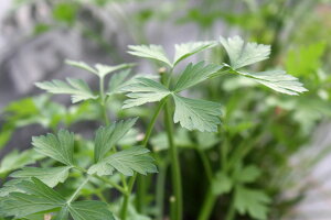 �C�^���A���p�Z�� (�p�[�X���[) 50g �t���b�V���n�[�u �H�p �a�̎R���Y����ŃX�[�v��T���_�����̃f�R���[�V�����ɃT���_��T���h�C�b�`�A�X�[�v�A�ύ��ݗ����ɕ��L���g���܂� �ʂ艮