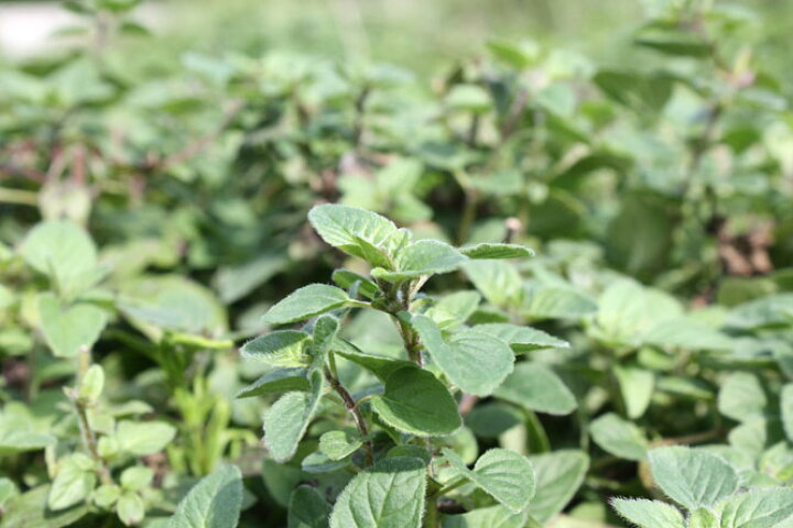 楽天市場 オレガノ 50g フレッシュハーブ 食用 和歌山県産肉料理や煮込み料理の風味づけ ピザやパスタにトマト料理によく合います 収穫時期４月から１０月 彩り屋 彩り屋
