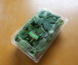 楽天市場 食用 ミントの通販