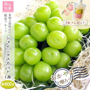y\ti 2025N8{ \zRY VC}XJbg 600g 1[ R Ԃǂ  ʕ Ȃ 炲 p Mtg yY v[g   (kCA