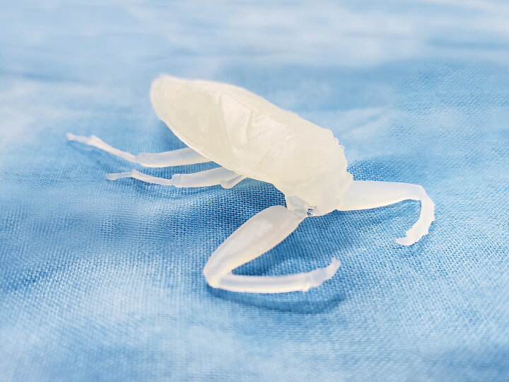 楽天市場 タガメ 昆虫 絶滅危惧種 デスク インテリア リアル 置物 おもしろグッズ かっこいい 小学生 工作 塗り絵 Castem