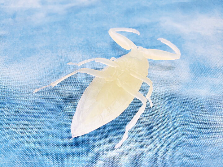 楽天市場 タガメ 昆虫 絶滅危惧種 デスク インテリア リアル 置物 おもしろグッズ かっこいい 小学生 工作 塗り絵 Castem