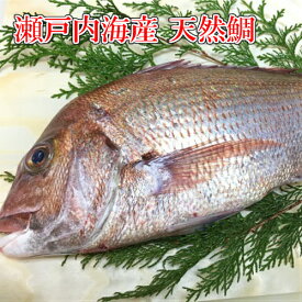 天然たい 刺身用 鯛 タイ 瀬戸内海産天然鯛　季節限定「約2kg/1匹」鮮魚 活〆活魚 天然鯛 坊勢鯛 ぼうぜ たい お中元 さしみ 魚 ギフト 御祝 内祝 誕生祝 御供