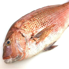 たい 刺身用 タイ 鯛　約2kg/1匹 鮮魚 活〆活魚 新鮮 さしみ 国産 魚