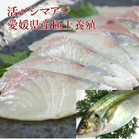 活〆シマアジ一匹1.2kg〜1.3kg【送料無料】しまあじ 刺身 シマアジ 縞鯵 鮮魚 しまあじ お中元 酒肴 刺身用 国産 活魚 寿司用 お取り寄せグルメ ギフト お歳暮 愛媛養殖 縞鰺