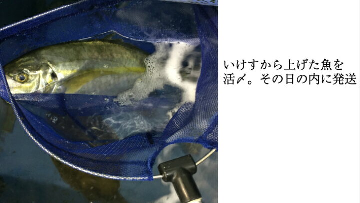 楽天市場 活〆シマアジ一匹1 2kg 1 3kg 送料無料 しまあじ 刺身 シマアジ 縞鯵 鮮魚 しまあじ お中元 酒肴 刺身用 国産 活魚 寿司用 お取り寄せグルメ ギフト お歳暮 愛媛養殖 縞鰺 西京漬け 海産物 いしもと 楽天市場 活〆シマアジ一匹1 2kg 1 3kg 送料無料 しまあじ 刺身 シマアジ 縞鯵 鮮魚 しまあじ お中元 酒肴 刺身用 国産 活魚 寿司用 お取り寄せグルメ ギフト お歳暮 愛媛養殖 縞鰺 西京漬け 海産物 いしもと