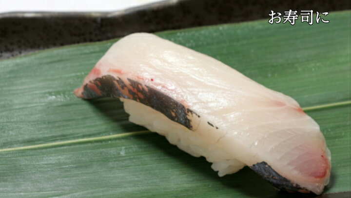 楽天市場 活〆シマアジ一匹1 2kg 1 3kg 送料無料 しまあじ 刺身 シマアジ 縞鯵 鮮魚 しまあじ お中元 酒肴 刺身用 国産 活魚 寿司用 お取り寄せグルメ ギフト お歳暮 愛媛養殖 縞鰺 西京漬け 海産物 いしもと