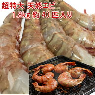 天然エビ 特特大 1.8kg/約40匹 フラワーエビ 冷凍エビ お歳暮 ギフト 送料無料 海老 えび 殻付きエビ エ…