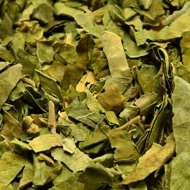 伊勢 丸中製茶 ギムネマ茶 100% （ ギムネマ シルベスタ ぎむねま 茶葉 お茶 ハーブティー 健康茶 ）