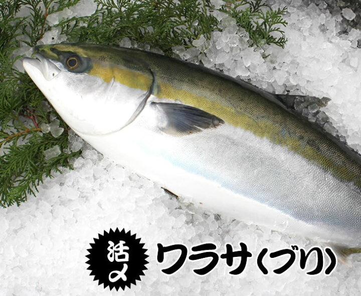 楽天市場 活〆ワラサ 1尾 4kg 4 5kg 養殖 まるか水産楽天市場店 楽天市場 活〆ワラサ 1尾 4kg 4 5kg 養殖 まるか水産楽天市場店