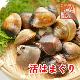 活はまぐり　中サイズ　20〜25個　1kg分　[はまぐり]
