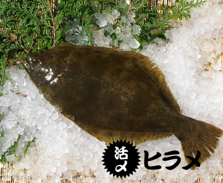 楽天市場 活〆 ヒラメ 三重県産 養殖 １枚 800ｇ 魚介類 まるか水産楽天市場店
