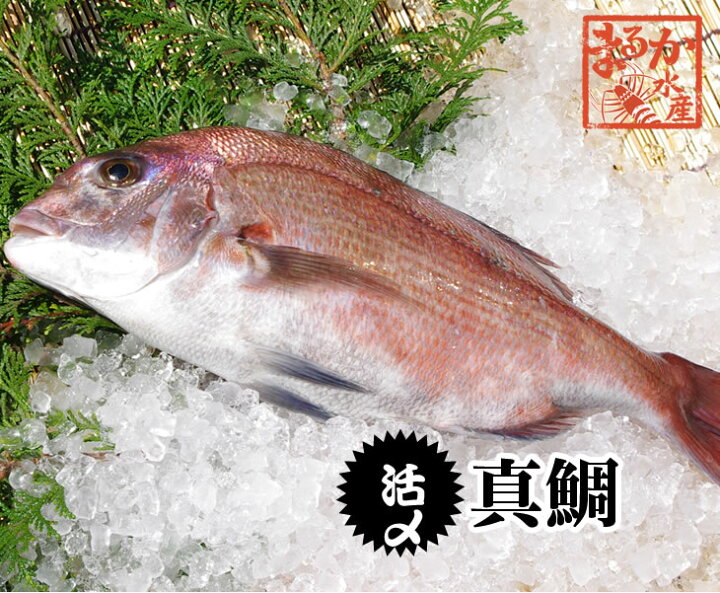 楽天市場 活〆 真鯛 １枚 約1 2ｋｇ 三重県産 養殖 まるか水産楽天市場店