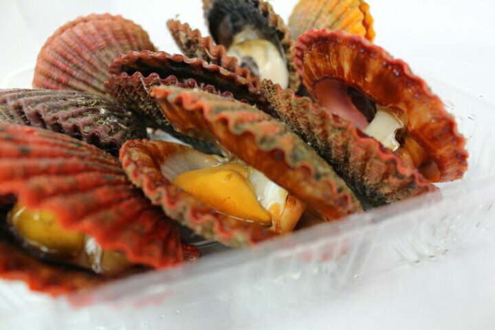 楽天市場 アッパッパ 活〆 三重県産 10個 ひおうぎ貝 桧扇貝 まるか水産楽天市場店