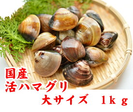 活はまぐり　大サイズ 70g〜100g　10〜15個 　1kg分　国産　[はまぐり]