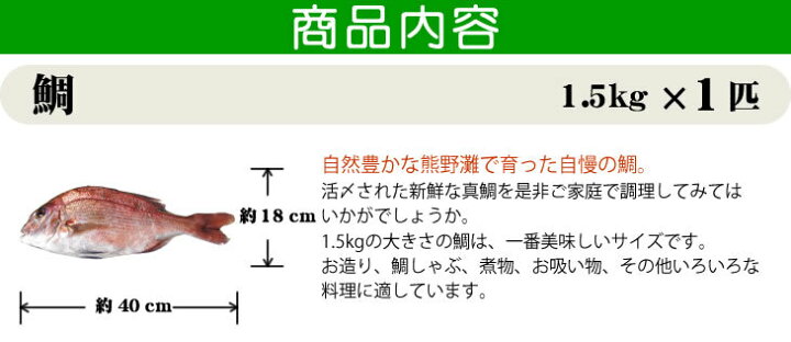 楽天市場 真鯛 大きめサイズ 捌いてお届けできます 1 5ｋｇ 魚介類 まるか水産楽天市場店