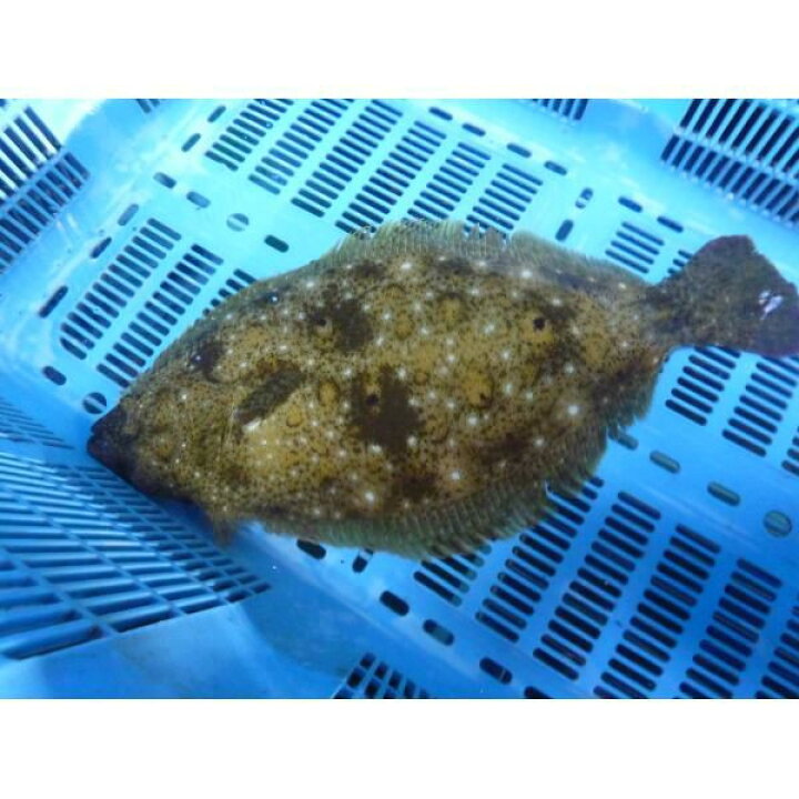楽天市場 活ヒラメ 捌いてお届けします 800ｇ スキンレス 三重県産 養殖 魚介類 まるか水産楽天市場店