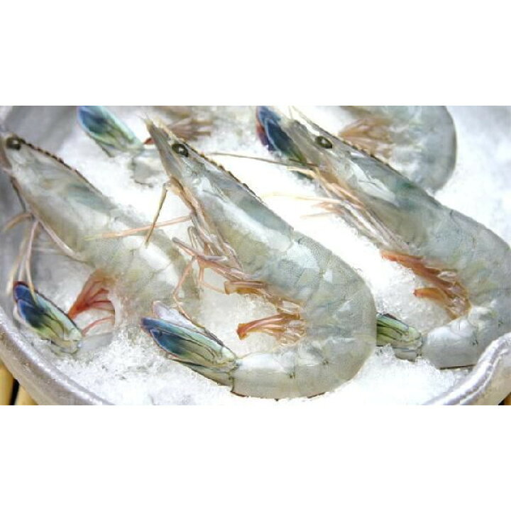 楽天市場 天使の海老 ｍサイズ 生食用 30 40サイズ 1ｋｇ 冷凍 魚介類 まるか水産楽天市場店