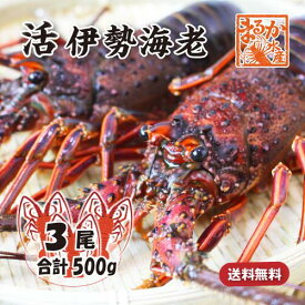 活伊勢海老 活きたまま発送 ちょっとワケあり 小さめサイズ 3尾入 500g 送料無料 [活伊勢海老]