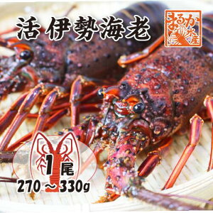 ɐCV ܂ܔ ƃP 傫߃TCY 1 270`330g [ɐCV]