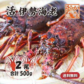 活伊勢海老 活きたまま発送 ちょっとワケあり 標準サイズ 2尾入 500g 送料無料 [活伊勢海老]