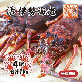 活伊勢海老 活きたまま発送 ちょっとワケあり 標準サイズ 4尾入 1.0kg 送料無料 [活伊勢海老]