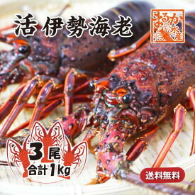 活伊勢海老 活きたまま発送 ちょっとワケあり 大きめサイズ 3尾入 1.0kg 送料無料 [活伊勢海老]