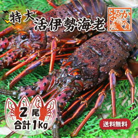 活伊勢海老 活きたまま発送 ちょっとワケあり 特大サイズ 2尾入 1.0kg ★ [活伊勢海老]