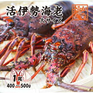 活伊勢海老 活きたまま発送 ちょっとワケあり 大サイズ 1尾 400～500g ★ [活伊勢海老]