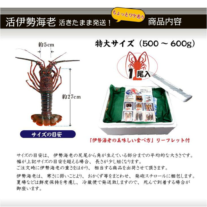 楽天市場】活伊勢海老 活きたまま発送 ちょっとワケあり 特大サイズ 1 