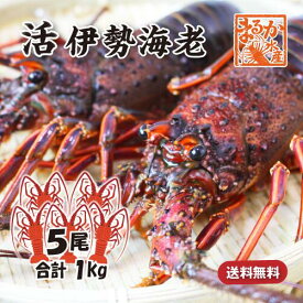 活伊勢海老 活きたまま発送 ちょっとワケあり 中サイズ 5尾入 1.0kg 送料無料 [活伊勢海老]