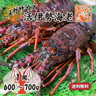 活伊勢海老 活きたまま発送 ちょっとワケあり 特大サイズ 1尾 600〜700g ★ [活伊勢海老]