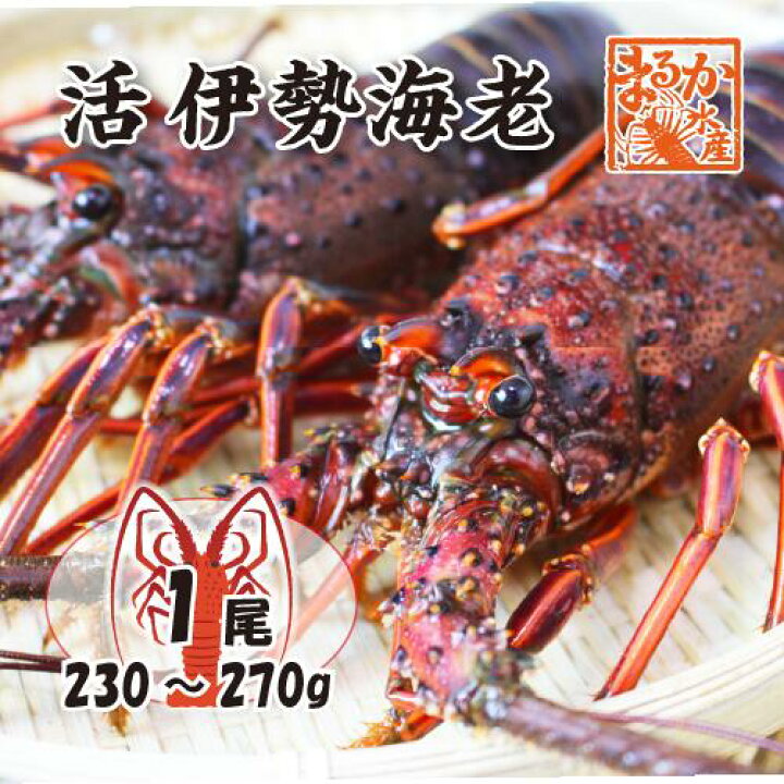 楽天市場】活伊勢海老 活きたまま発送 ちょっとワケあり 標準サイズ 1 