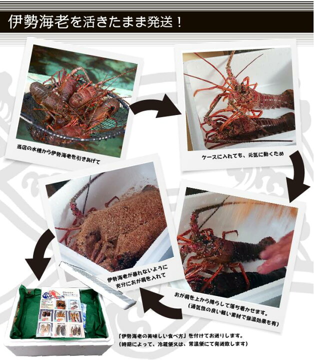 楽天市場】活伊勢海老 活きたまま発送 ちょっとワケあり 特大サイズ 1 
