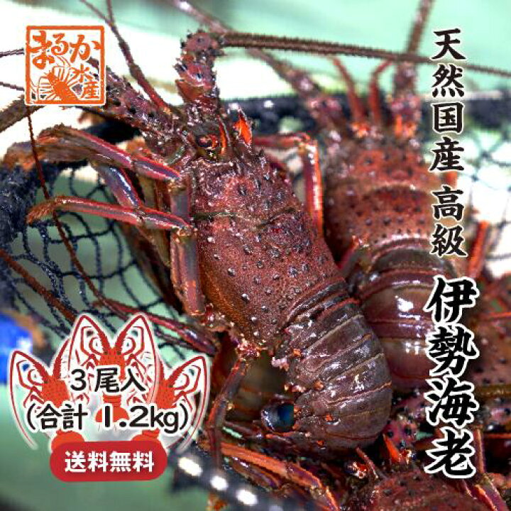 楽天市場】高級 天然 伊勢海老 三重県産 大サイズ 3尾入 1.2kg 送料  
