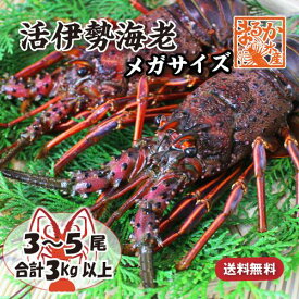 特大伊勢海老 活きたまま発送 メガサイズ 3〜5尾入 3kg以上 ★ [活伊勢海老]