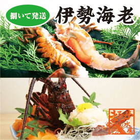 捌いて発送 国産天然 伊勢海老 標準サイズ 2尾入 500g 送料無料 [伊勢海老]