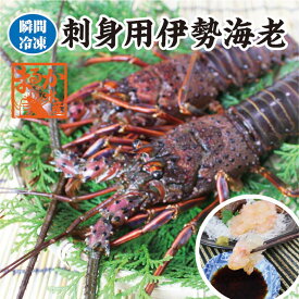 刺身用伊勢海老　活〆冷凍　280g~320g　1尾　大きめサイズ　[凍眠冷凍伊勢海老]