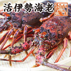 伊勢海老 3尾 1kg わけあり 大きめサイズ送料無料 [活伊勢海老]